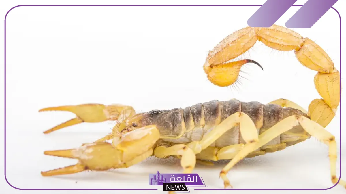 تفسير حلم العقارب الكثيره في المنام ورمزها لكبار العلماء والمفسرين