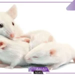 تفسير حلم الفأر الأبيض في المنام ورؤيته داخل المنزل لابن سيرين