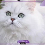 تفسير حلم القطط للعزباء والحامل والمتزوجة لابن سيرين