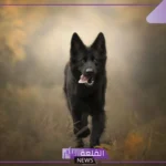 تفسير حلم الكلاب السوداء للمتزوجة والحامل في المنام لابن سيرين