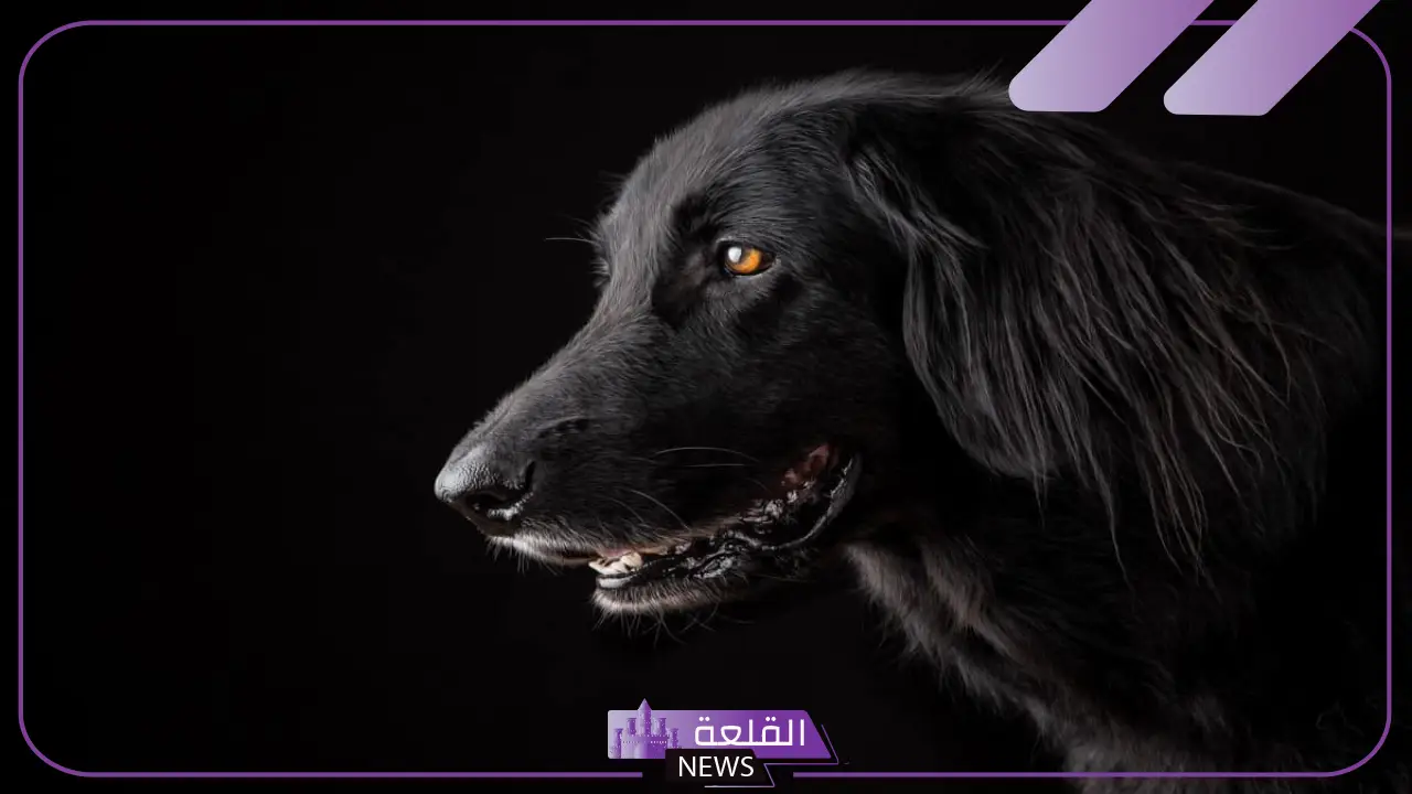 تفسير حلم الكلاب السوداء للمتزوجة والحامل في المنام لابن سيرين 5 دلالة تفسير حلم الكلاب السوداء للمتزوجة