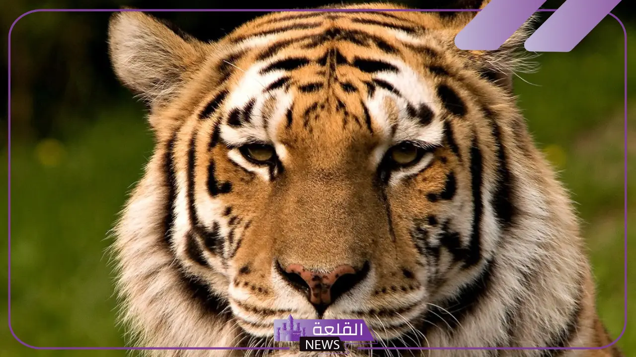 تفسير حلم النمر الاسود في المنام ورمزه لابن سيرين والنابلسي تفسير حلم النمر الاسود في المنام ورمزه لابن سيرين والنابلسي