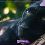 تفسير حلم النمر الاسود في المنام ورمزه لابن سيرين والنابلسي
