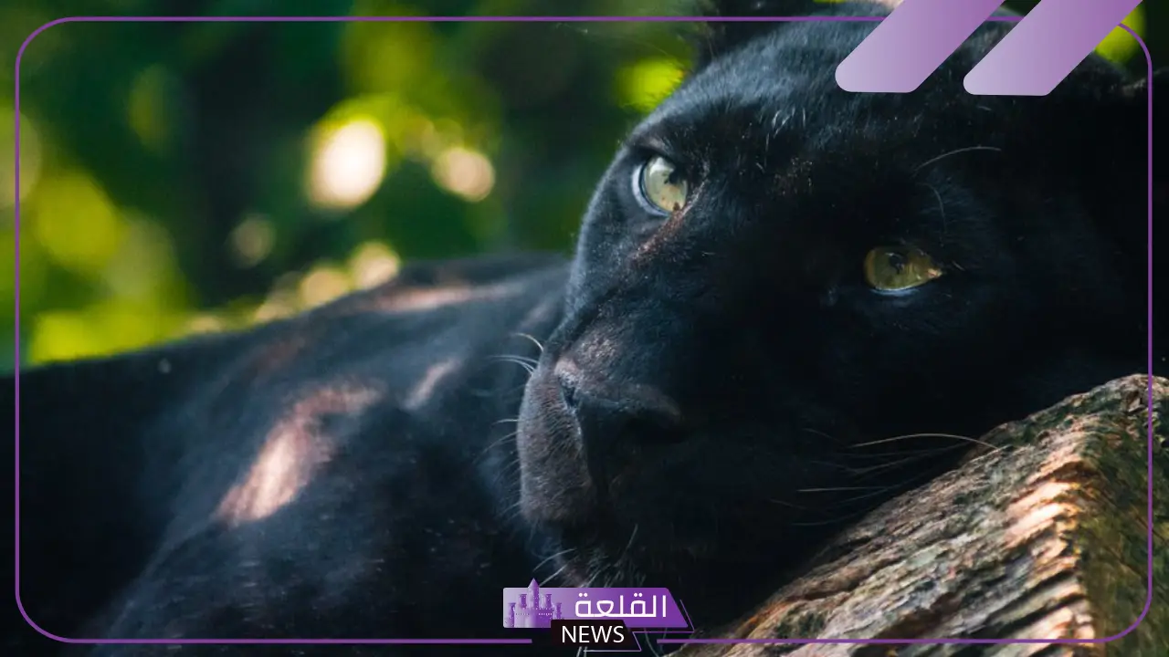 تفسير حلم النمر الاسود في المنام ورمزه لابن سيرين والنابلسي