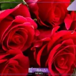 تفسير حلم الورد الاحمر في المنام للمتزوجة والعزباء لابن سيرين