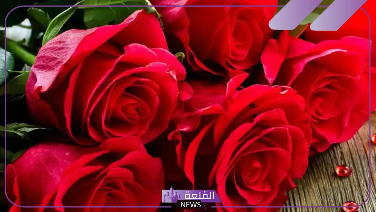 تفسير حلم الورد الاحمر في المنام للمتزوجة والعزباء لابن سيرين