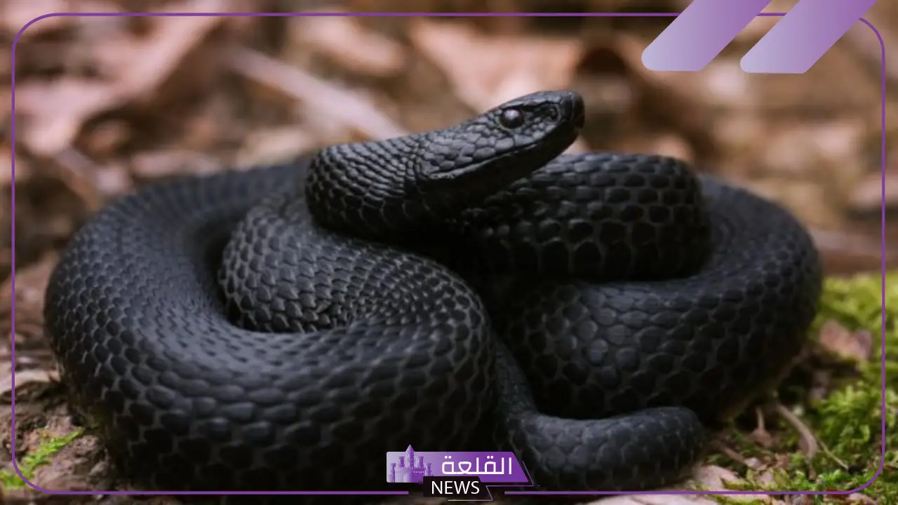 تفسير حلم رؤية الحية السوداء في المنام ورمزها للنابلسي وابن سيرين 5 حلم رؤية الحية السوداء في المنام لابن سيرين