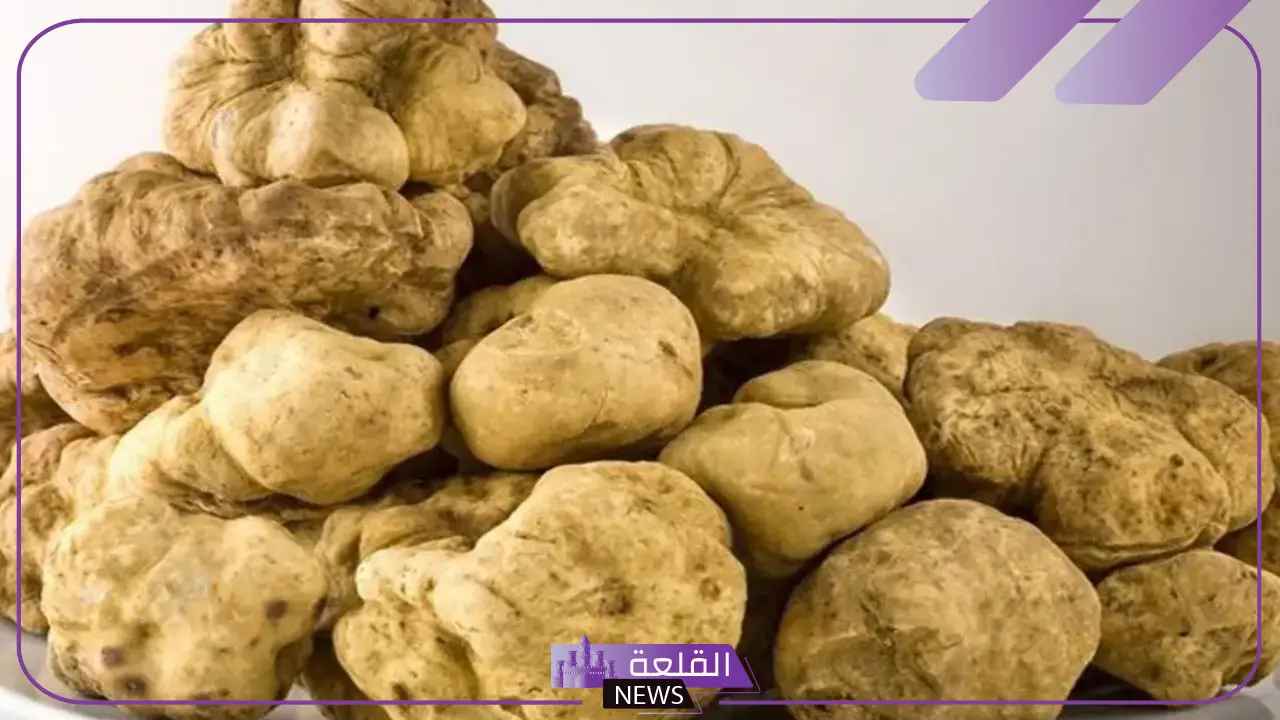 تفسير حلم رؤية الفقع في المنام للرجل لابن سيرين وأكله 5 تفسير حلم الفقع الكبير