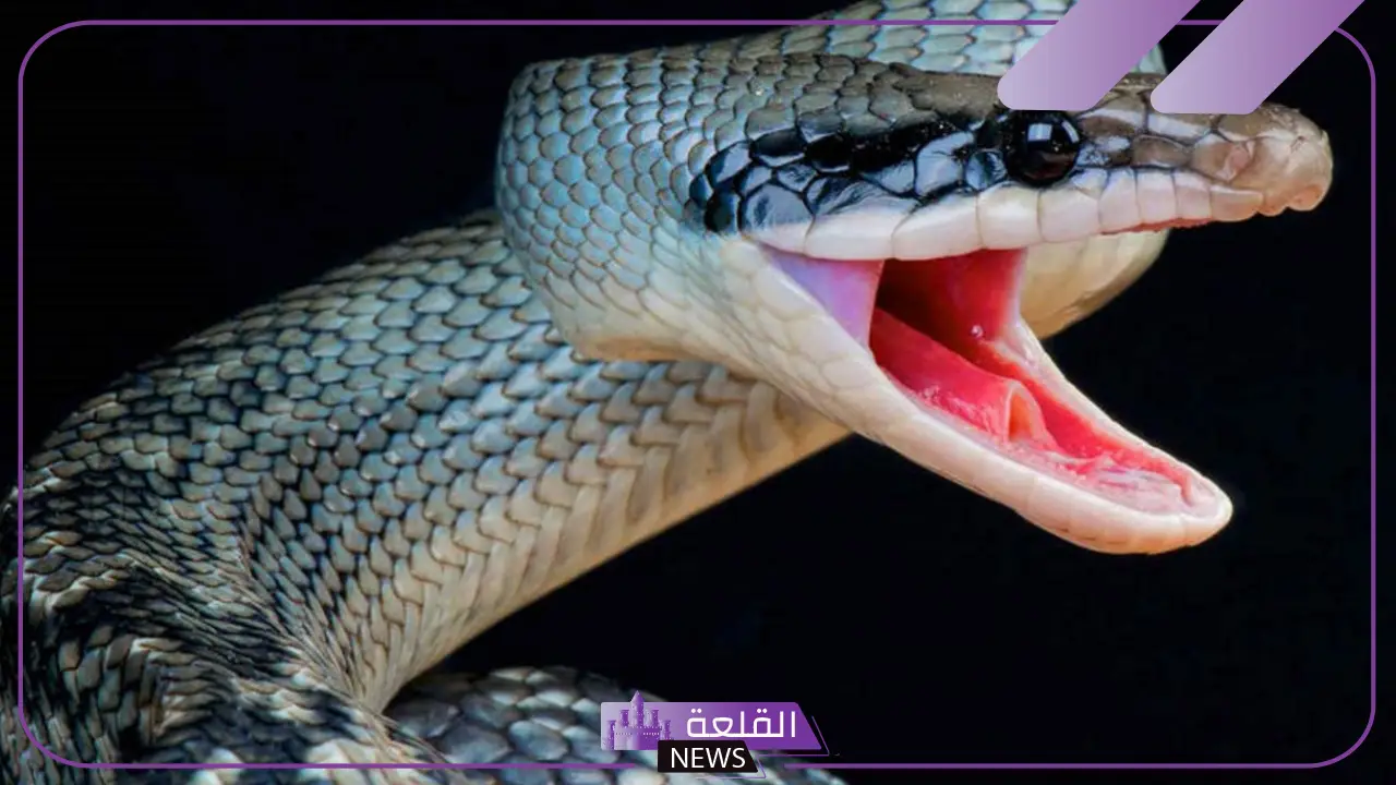 تفسير حلم قتل الحيه في المنام للرجل والمراة للإمام الصادق وابن سيرين 5 معنى رؤية الثعبان وقتله في المنام للمطلقة