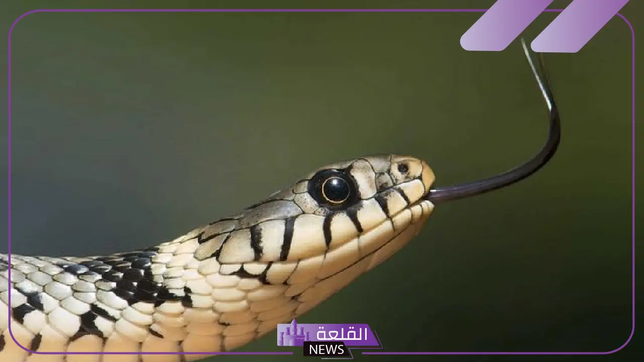 تفسير حلم لدغة الثعبان في القدم لابن سيرين والنابلسي في المنام 5 هل لدغة الثعبان في المنام تدل على العدو أو التحذير؟