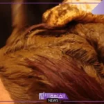تفسير الحناء على الشعر في المنام لابن سيرين والنابلسي