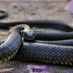 تفسير حلم الثعابين الصغيرة في المنام ورمزها لابن سيرين والنابلسي