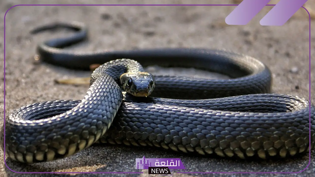 تفسير حلم الثعابين الصغيرة في المنام ورمزها لابن سيرين والنابلسي