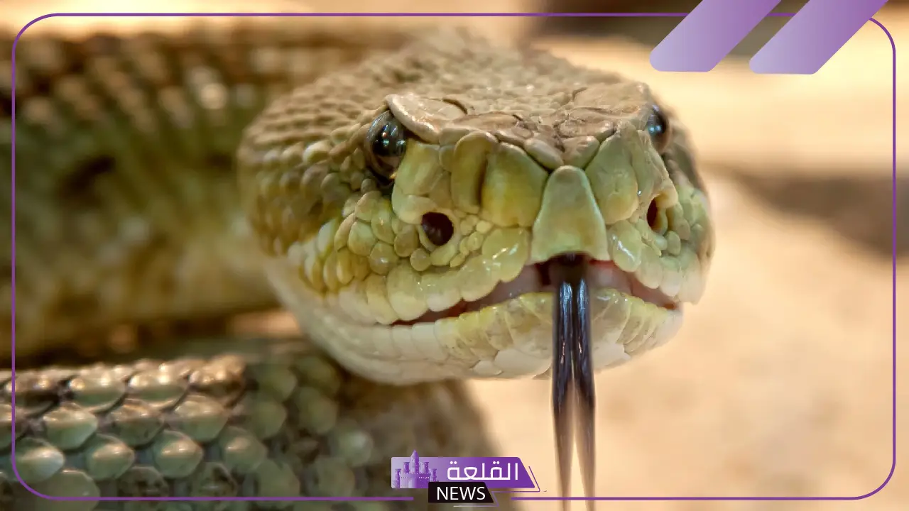 تفسير حلم الثعابين الصغيرة في المنام ورمزها لابن سيرين والنابلسي 5 رؤية الثعابين الصغيرة في المنام.. هل تدل على الأعداء؟