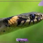تفسير حلم الثعبان الأسود في المنام للرجل ورمزه للمرأة لكبار العلماء