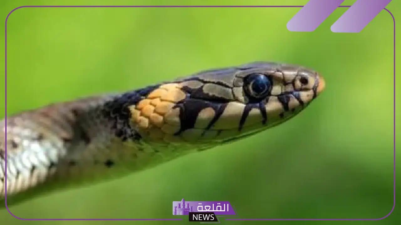 تفسير حلم الثعبان الأسود في المنام للرجل ورمزه للمرأة لكبار العلماء