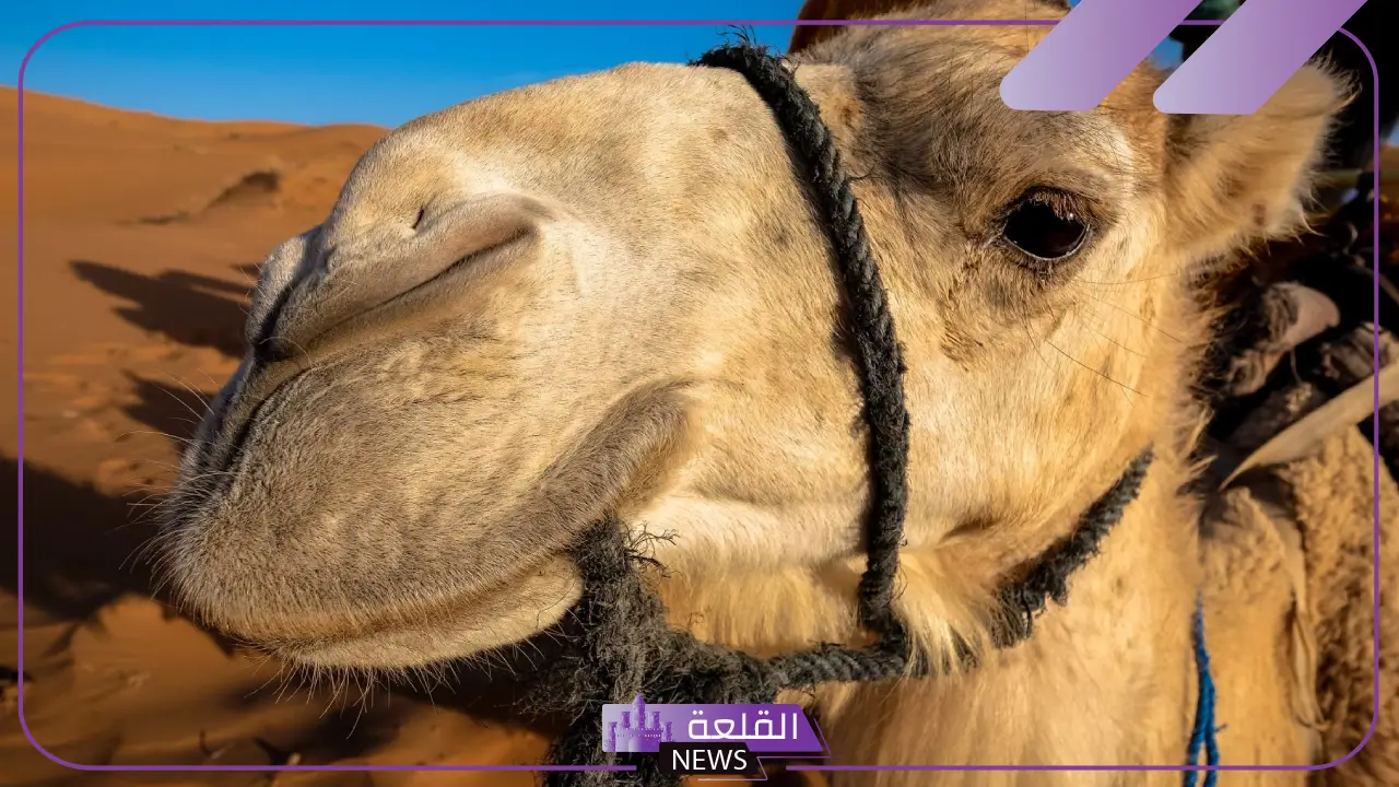 تفسير حلم الجمل الصغير في المنزل لابن سيرين والإمام الصادق 