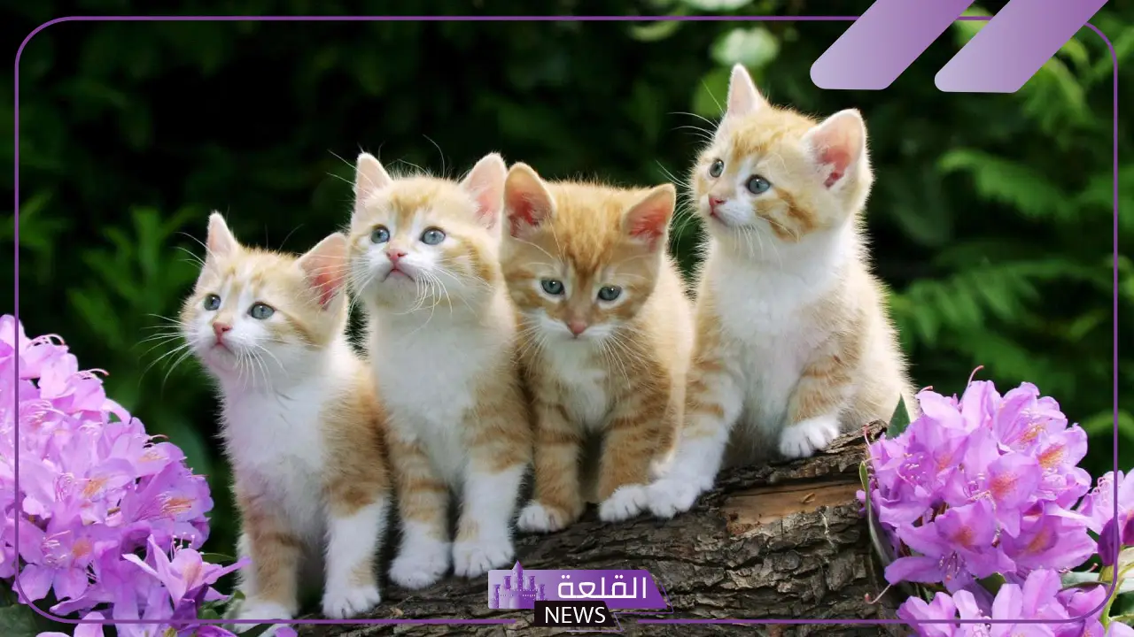 تفسير حلم الحيوانات ورمزها في المنام للعصيمي وابن سيرين 5 رموز الحيوانات في المنام لابن سيرين