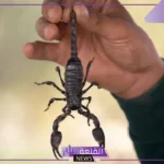 تفسير حلم الخوف من العقرب في المنام للرجل لابن سيرين