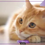 تفسير حلم رؤية القطط الصغيرة في المنام لابن سيرين للرجل والعزباء