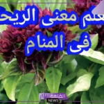 تفسير حلم رؤية الريحان في المنام للمتزوجة والحامل لابن سيرين