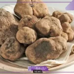 تفسير حلم رؤية الفقع في المنام للرجل لابن سيرين وأكله