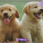 تفسير حلم رؤية الكلب في المنام للعزباء والحامل لابن سيرين 