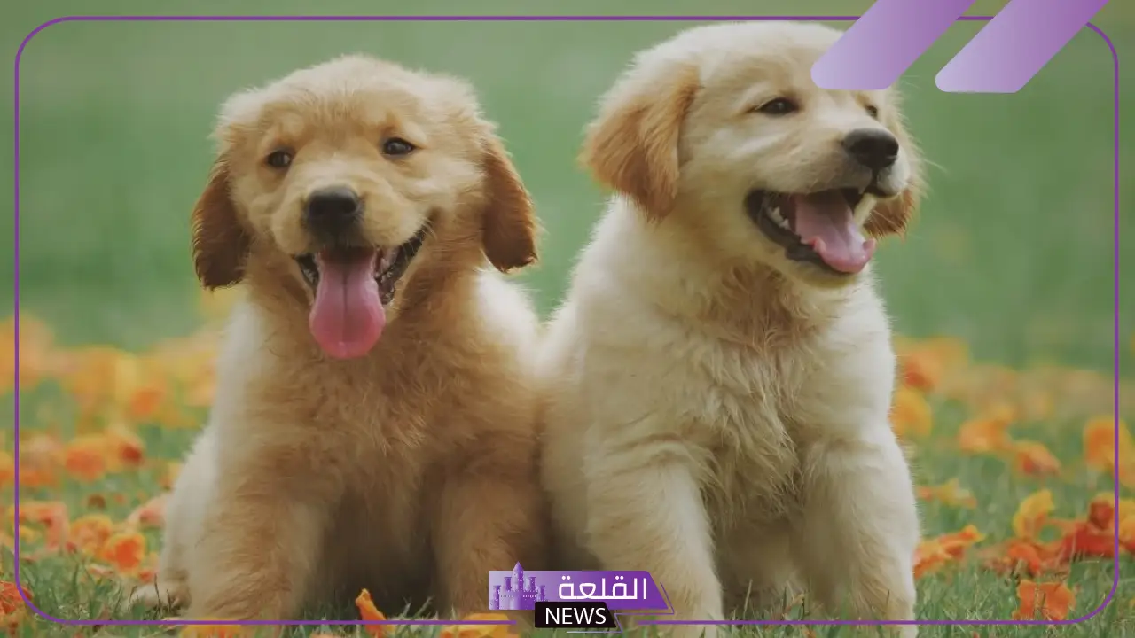 تفسير حلم رؤية الكلب في المنام للعزباء والحامل لابن سيرين 