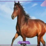 تفسير حلم رؤية حصان بني في المنام للمتزوجة والعزباء
