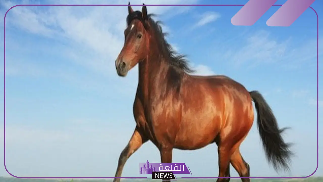 تفسير حلم رؤية حصان بني في المنام للمتزوجة والعزباء