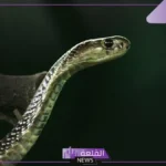 تفسير حلم قتل الحيه في المنام للرجل والمراة للإمام الصادق وابن سيرين