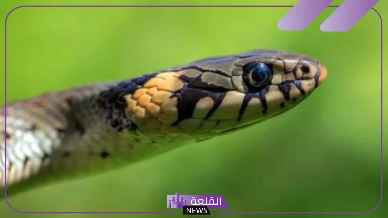 تفسير قرصة الثعبان في المنام للرجل والمرأة في اليد لابن سيرين 5 تفسير لدغة الأفعى في المنام للعزباء