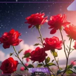 تفسير حلم رؤية اللون الاحمر في المنام للعزباء والرجل العازب لابن سيرين