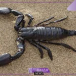حلمت بعقرب اسود في المنام يلدغني لابن سيرين وابن شاهين والإمام الصادق