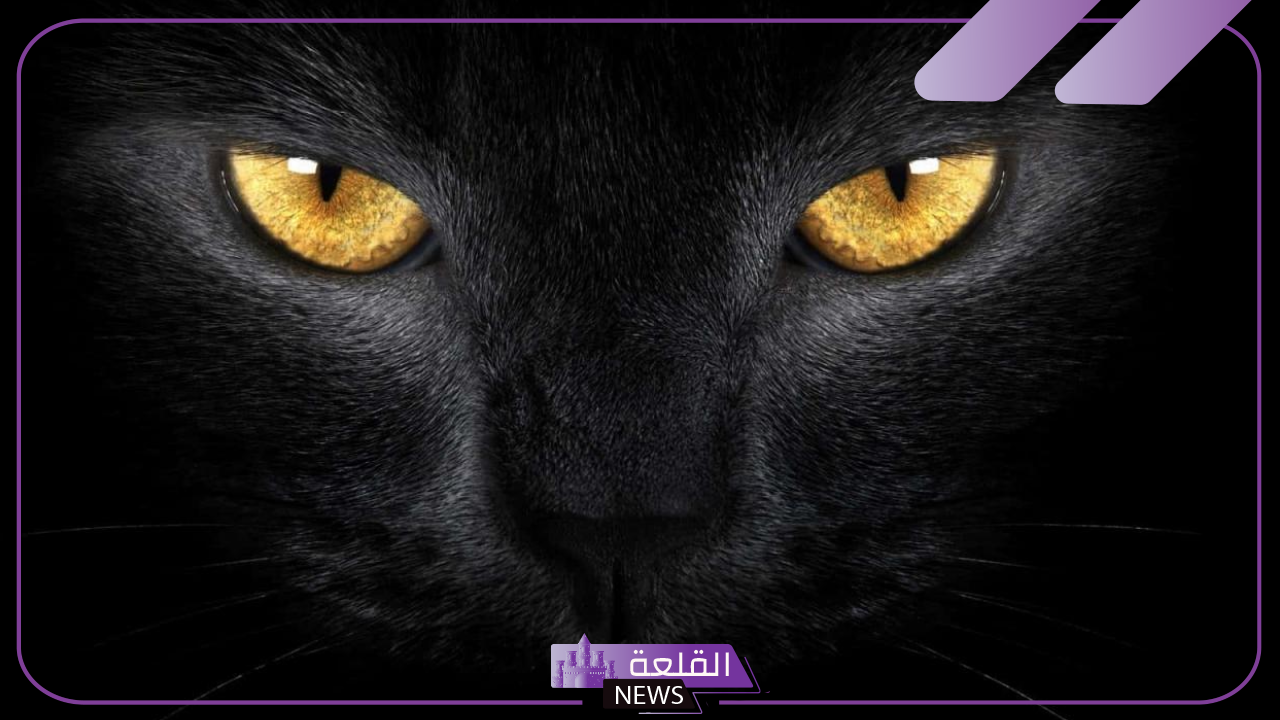 حلمت بقط اسود في المنام للمتزوجة والعزباء والحامل في المنام لابن سيرين