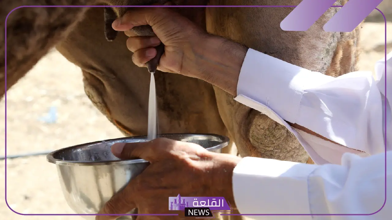 فوائد حليب الابل للقولون.. تجربتي مع حليب الإبل 5 فوائد حليب الإبل لصحة الجهاز الهضمي والقولون