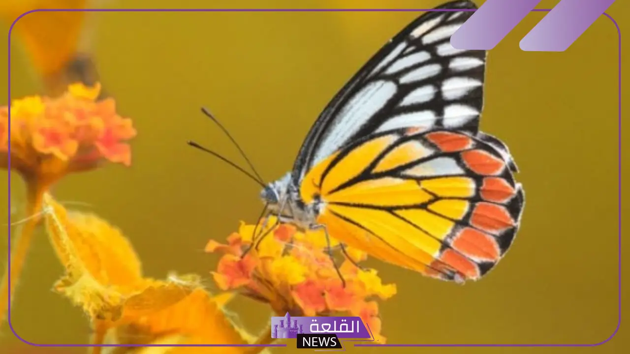 تعبير عن دورة حياة الفراشة بالانجليزي قصير مكتوب 5 تعبير عن الفراشة بالانجليزي