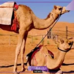 تفسير حلم رؤيا البعير في المنام لابن سيرين والنابلسي