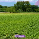 تفسير حلم شراء ارض في المنام للرجل لابن سيرين والنابلسي