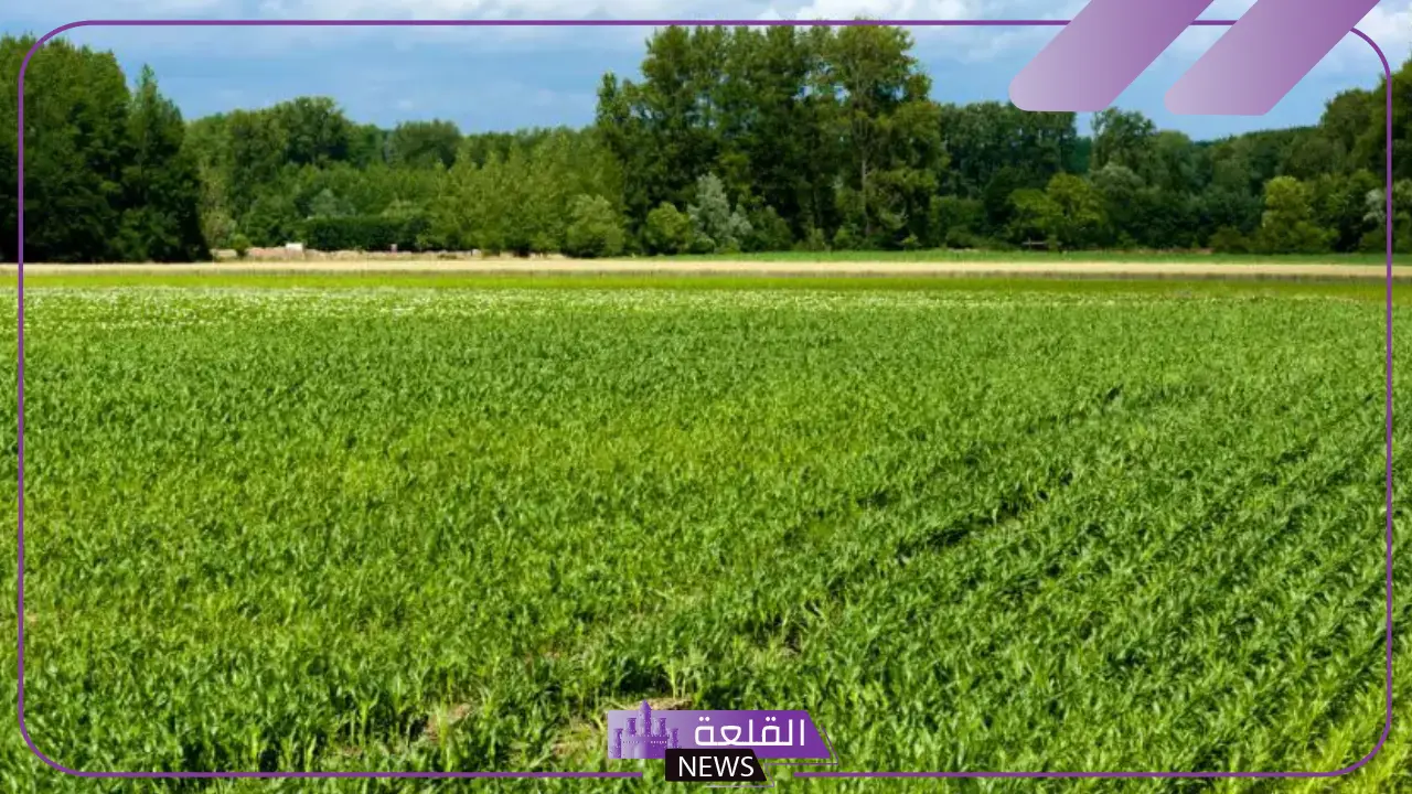 تفسير حلم شراء ارض في المنام للرجل لابن سيرين والنابلسي