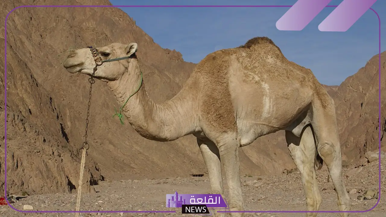 تفسير حلم رؤيا البعير في المنام لابن سيرين والنابلسي 5 رؤية الجمل في المنام للعزباء