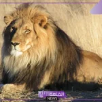 تفسير حلم رؤية الاسود في المنام للمرأة والرجل لكبار المفسرين