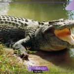 تفسير حلم رؤية التمساح في المنام للمتزوجة والحامل لابن سيرين