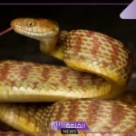 تفسير حلم رؤية الثعبان في المنام للرجل المتزوج والأعزب لابن سيرين