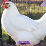 تفسير حلم رؤية الدجاج في المنام للعزباء والمتزوجة لابن سيرين