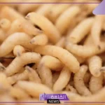 تفسير حلم رؤية الدود يخرج من الجسم في المنام للرجل والمرأة