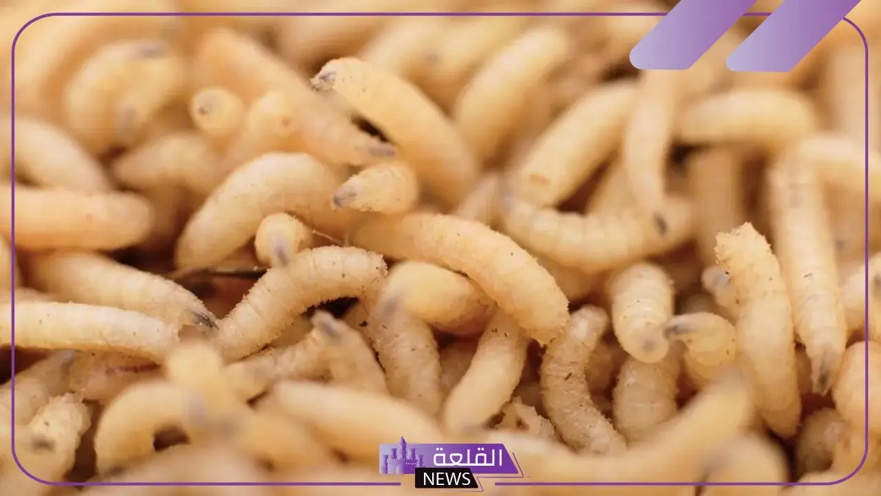 تفسير حلم رؤية الدود يخرج من الجسم في المنام للرجل والمرأة