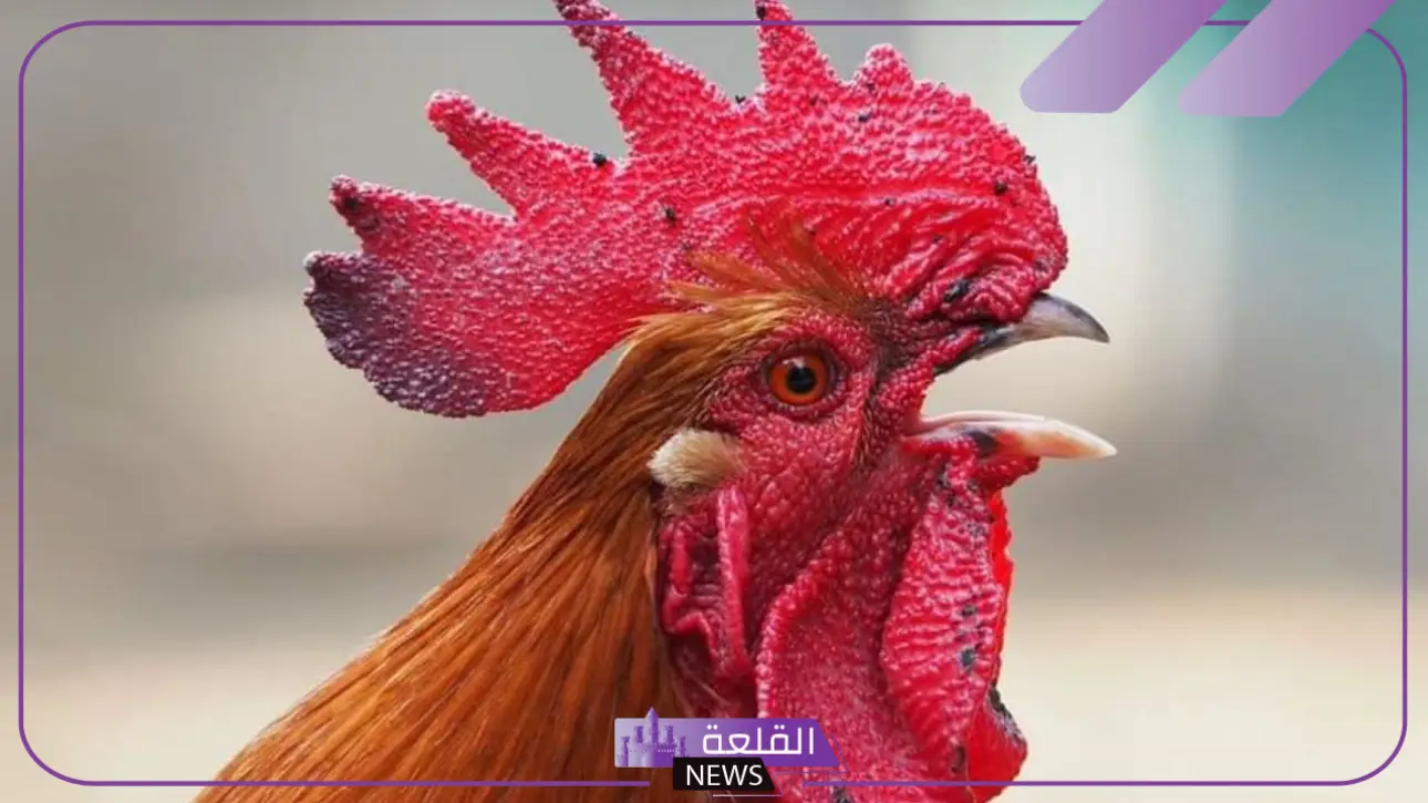 تفسير حلم رؤية الديك في المنام للرجل والمرأة لابن سيرين 5 رؤية الديك في المنام للمتزوجة
