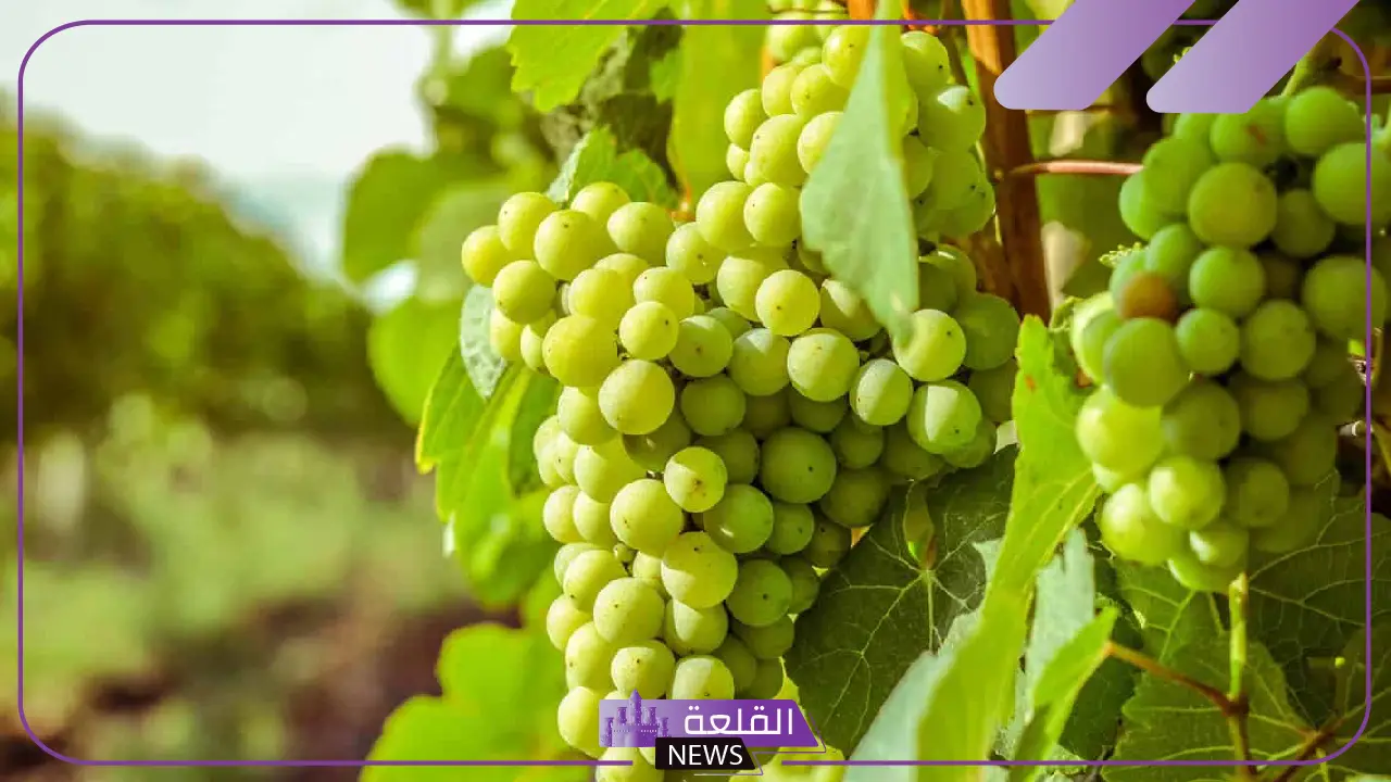 تفسير حلم العنب الاخضر في المنام وأكله للمتزوجة والعزباء لابن سيرين 5 تفسير حلم قطف وأكل العنب الأخضر في المنام