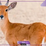 رمز الغزال في المنام وتفسير رؤيته لابن شاهين